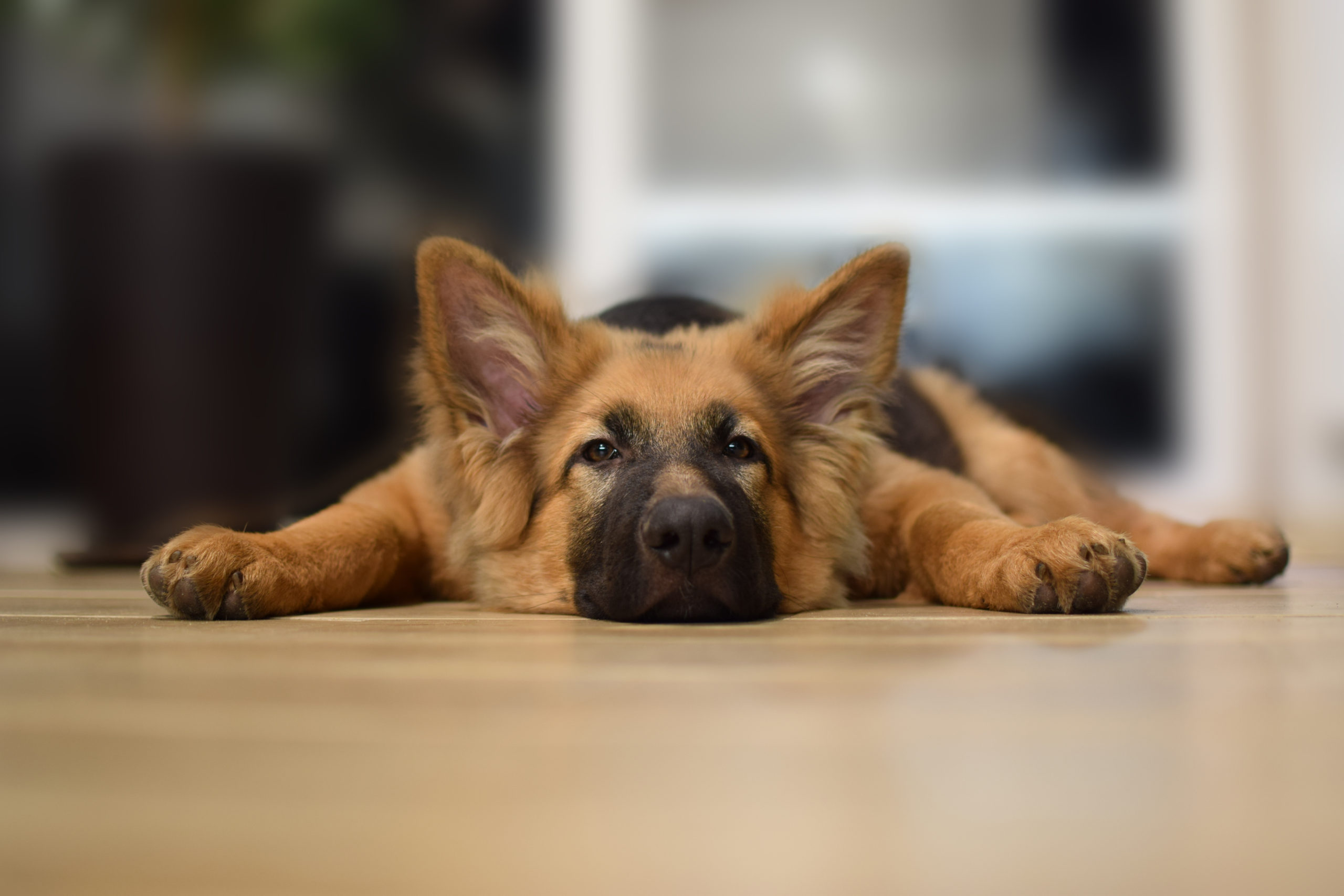 how-to-clean-a-german-shepherd-s-ears-puppy-herd