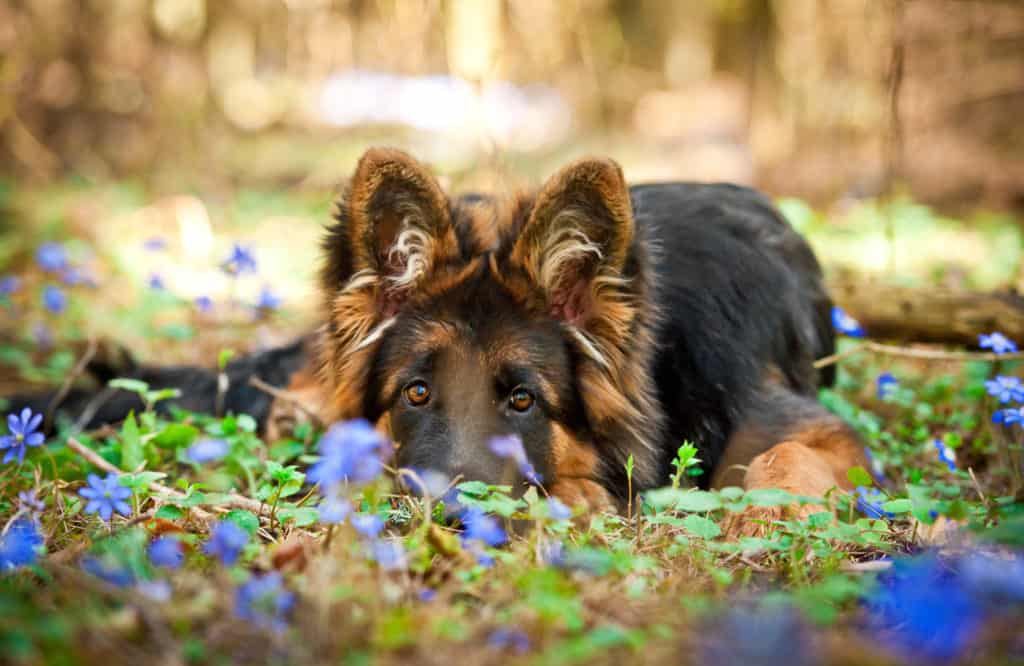 are-german-shepherds-clean