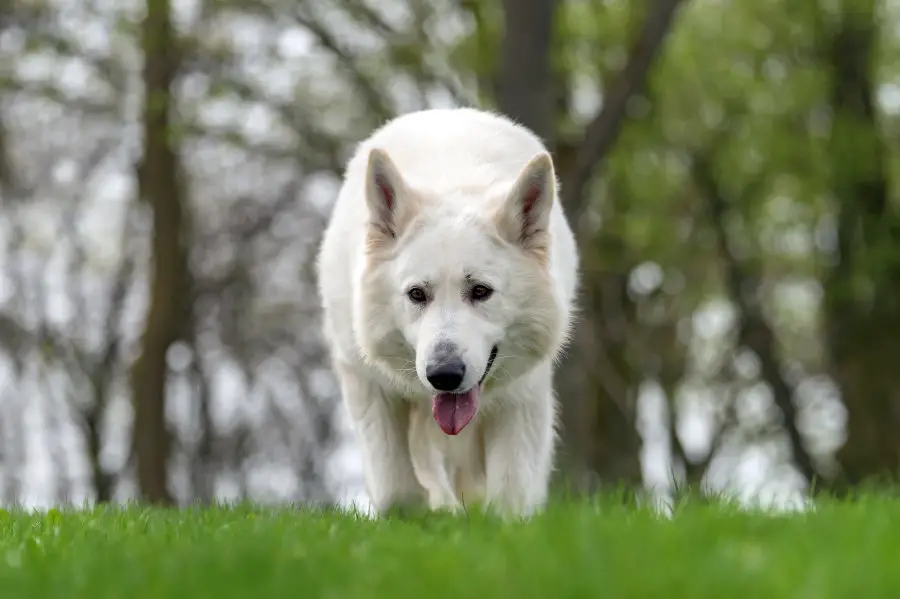 The Common Health Issues With White German Shepherds – Puppy Herd