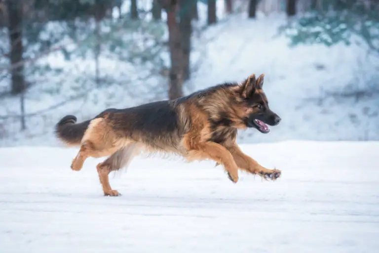 Do German Shepherds Need Snow Boots?