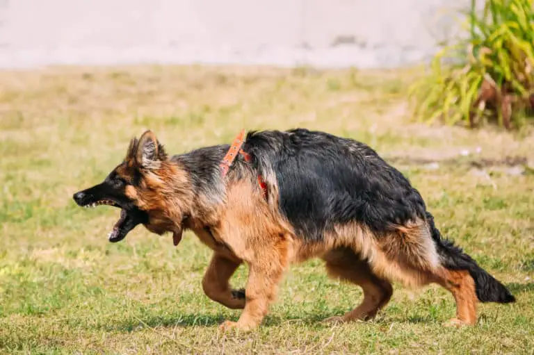 What To Do When German Shepherds Attack