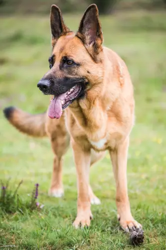 Premium Photo  Portrait of the german shepherd long hair dog