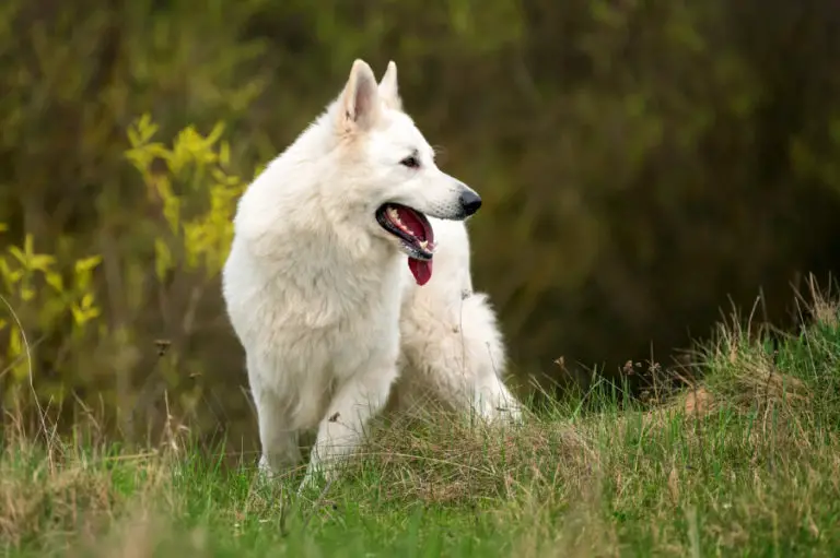 How Much Do White German Shepherds Cost?