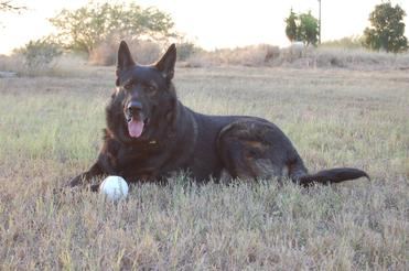 why does my german shepherd pant a lot