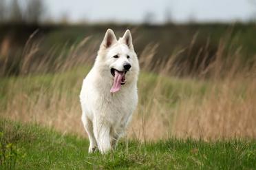 is the white shepherd considered aggressive