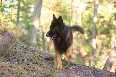 are german shepherds allergic to poison ivy