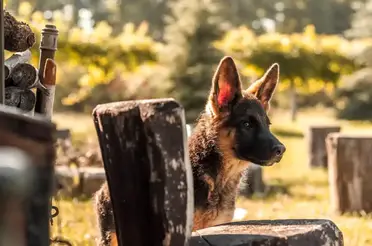 are german shepherds a danger to chickens