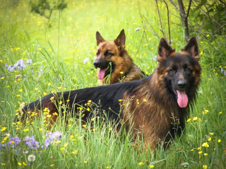 Are Male Or Female German Shepherds More Affectionate? – Puppy Herd