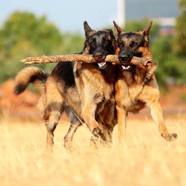 which is easier to train male or female german shepherd