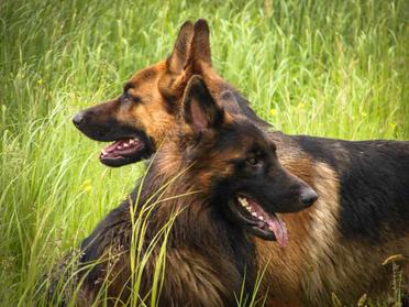 can 2 female german shepherds get along