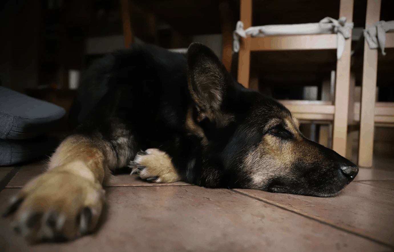 Why Is My German Shepherd Peeing In The House? Puppy Herd