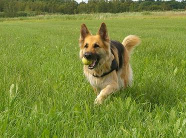 german shepherd dog wags its tail