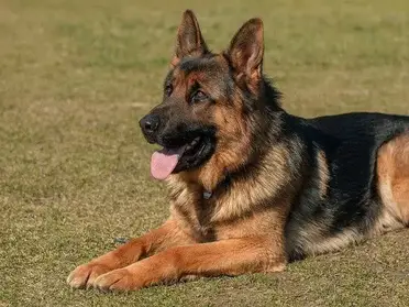 How Can You Tell If A German Shepherd Is Double-Coated? – Puppy Herd
