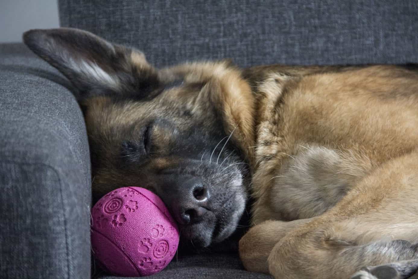 where-should-my-german-shepherd-sleep-puppy-herd