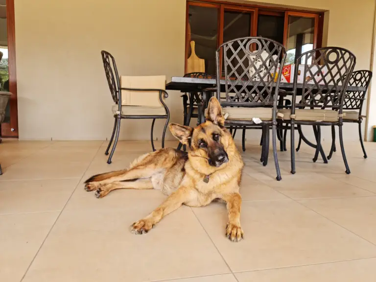 9 Ways To Keep A House Clean With A German Shepherd