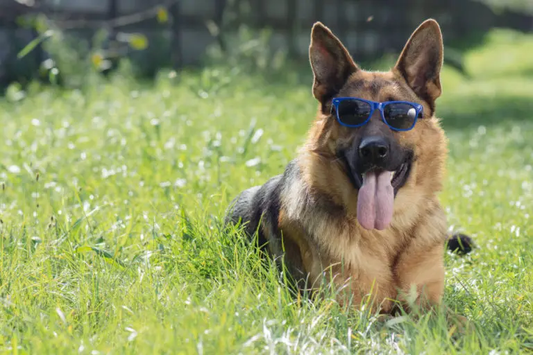 How Long Do German Shepherds Live?