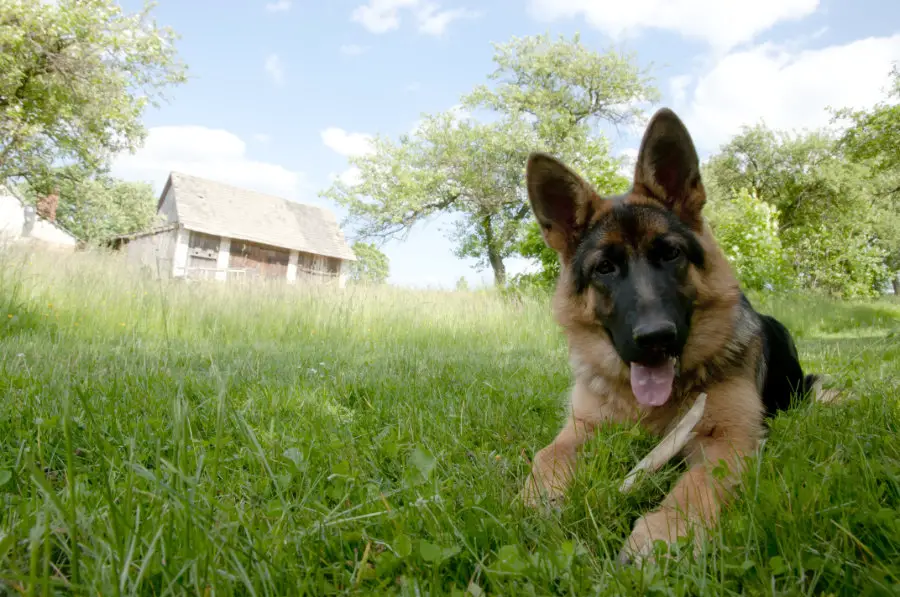 at-what-age-do-german-shepherds-get-protective-puppy-herd