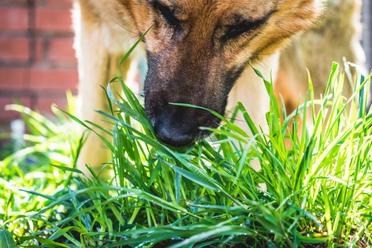 how do i get my german shepherd puppy to stop eating poop