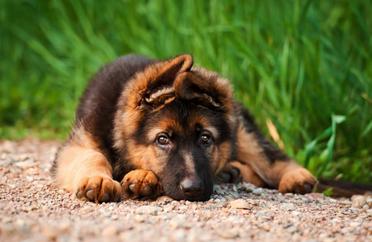 how do i get my german shepherd puppy to stop eating poop