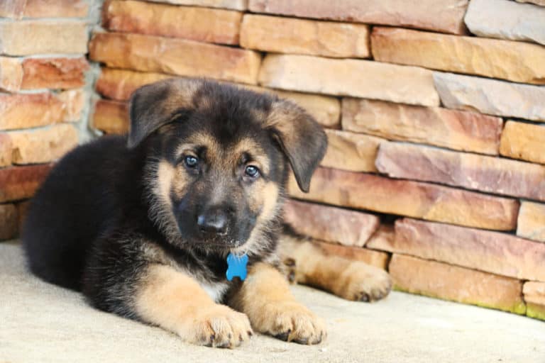 Is 8 Weeks Too Early to Spay A German Shepherd Puppy?