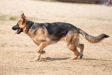 are german shepherds hunting dogs