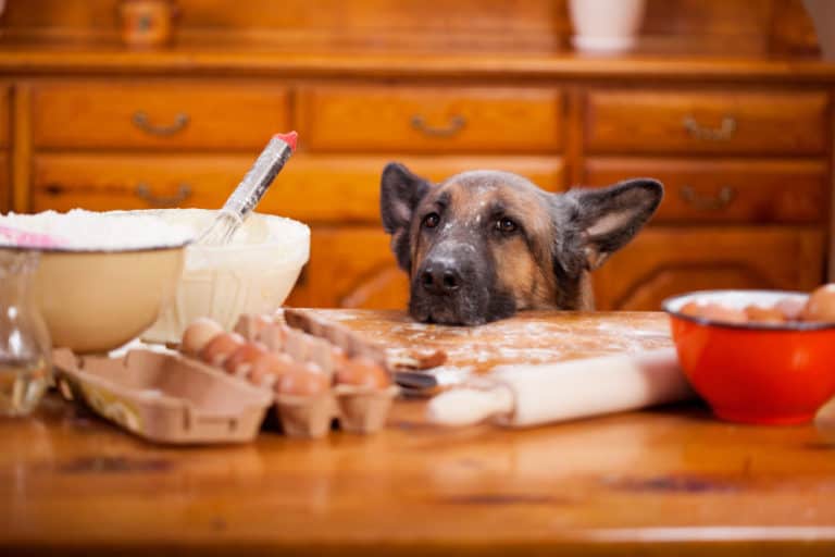 Best Home-Cooked Meals Your German Shepherd Will Love