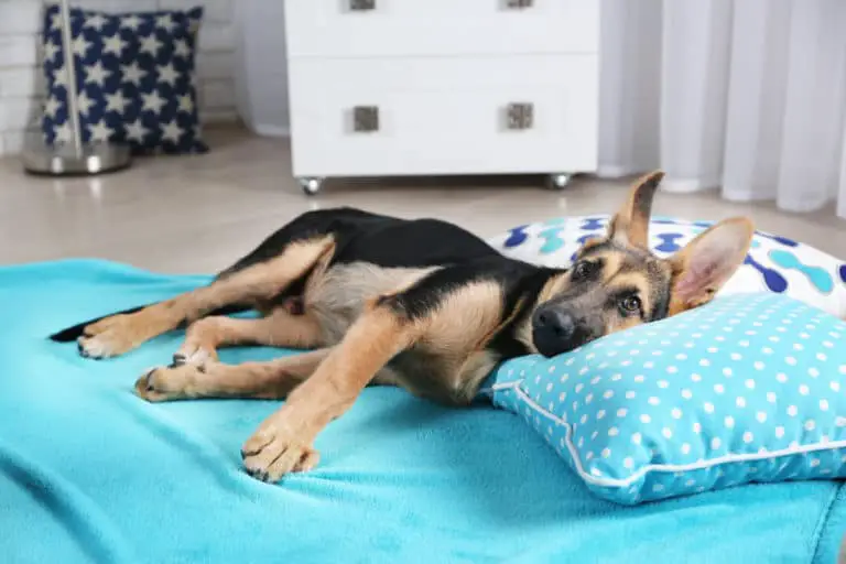 How To Get My German Shepherd To Stop Chewing On The Bed