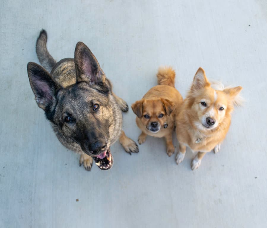 are german shepherd good with small dogs