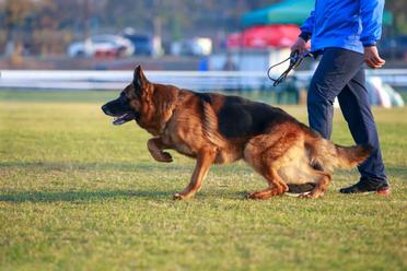 at what age should a german shepherd be potty trained