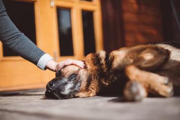 are german shepherds good emotional support dogs