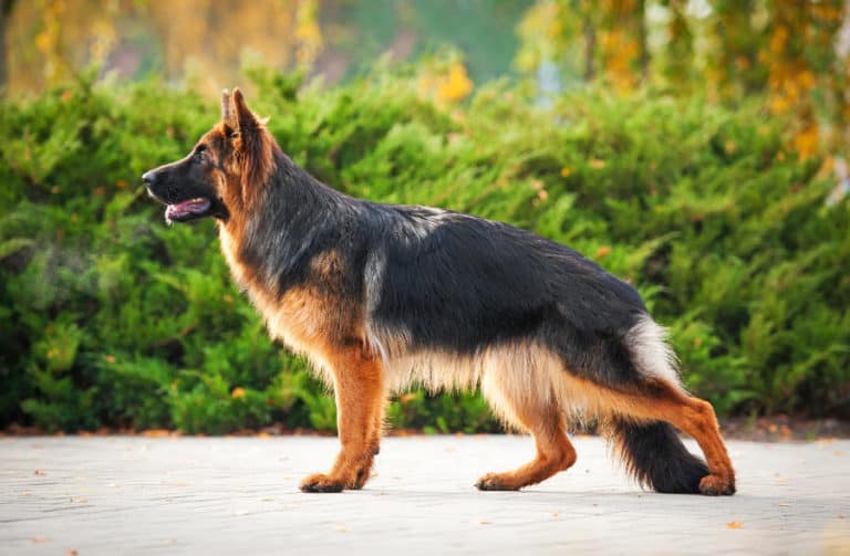 Why Do German Shepherds Have Sloped Backs? – Puppy Herd