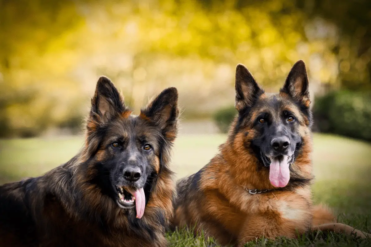 Is it Better To Have One Or Two German Shepherds? – Puppy Herd