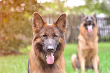 can 2 male german shepherds live together