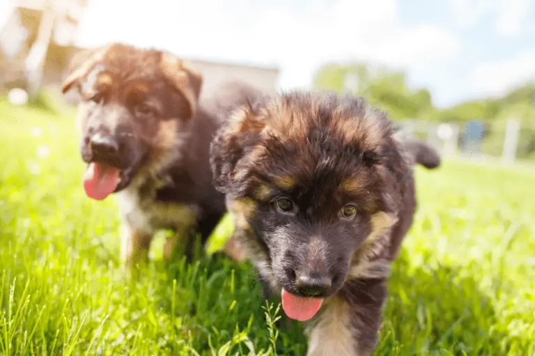 Raising Two German Shepherd Puppies Together [Is It A Good Idea?]