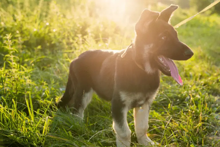 How Do I Know If My German Shepherd Is Healthy?