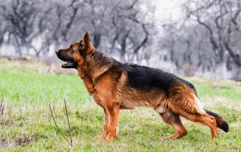 Why Do German Shepherds Have Sloped Backs?