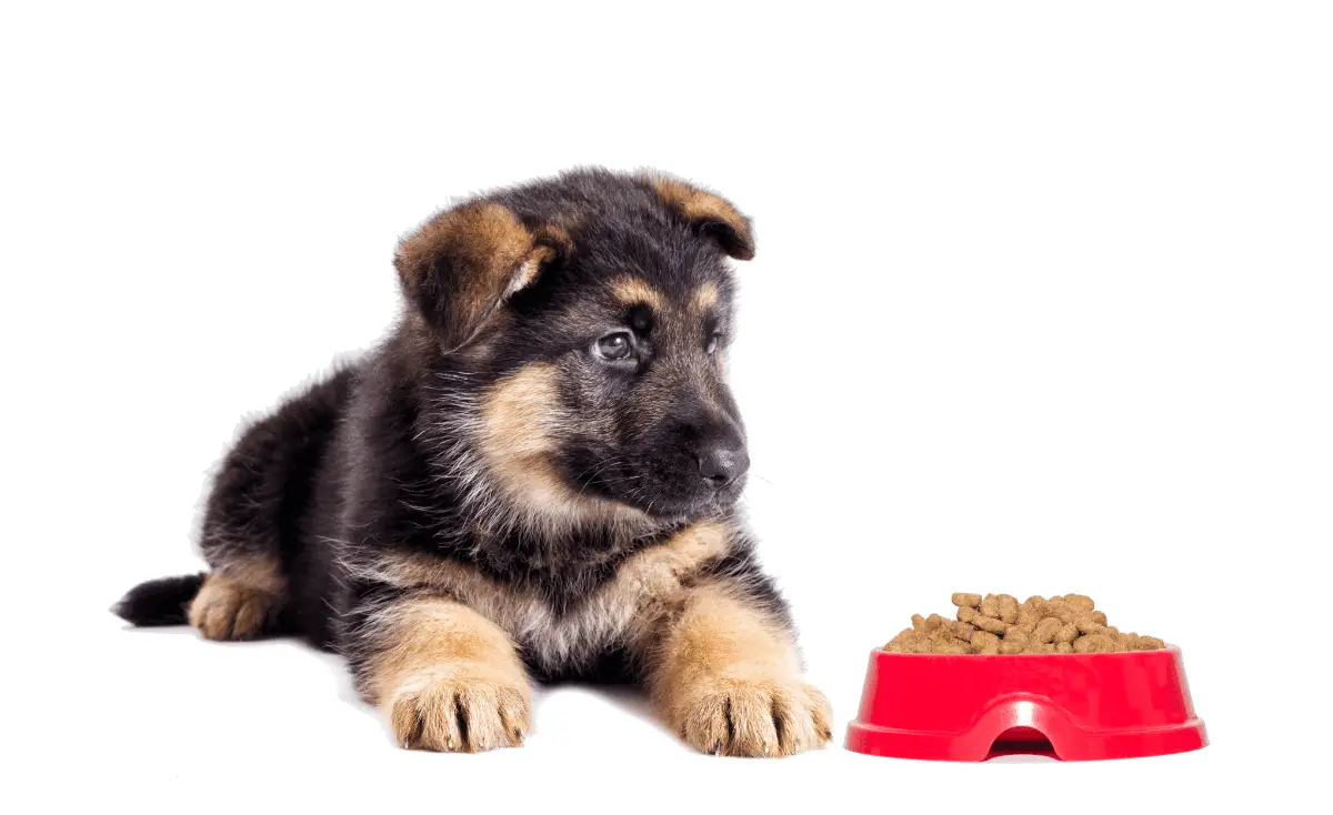 how-many-cups-of-food-should-i-feed-my-german-shepherd-puppy-puppy-herd