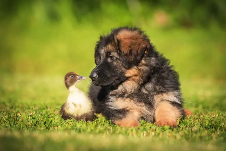 Are German Shepherds Good With Small Animals?